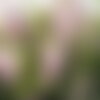 3 graines wisteria floribunda rosea, glycine du japon rose