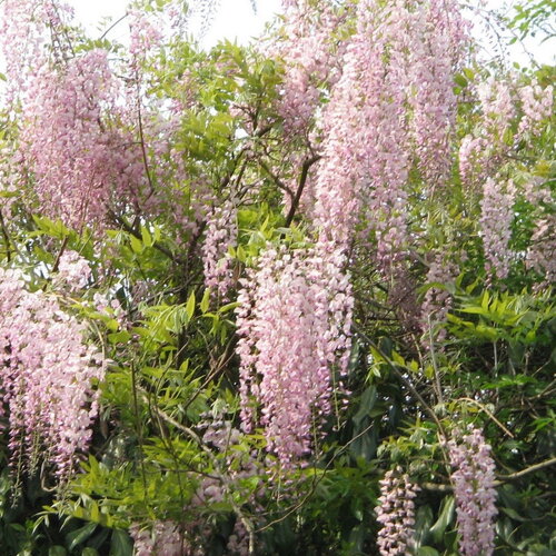 3 graines wisteria floribunda rosea, glycine du japon rose