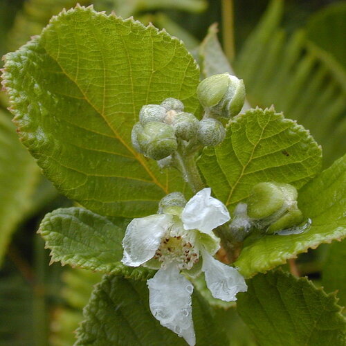 7 graines rubus ellipticus, piquant lou-lou