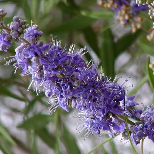 Rare 7 graines vitex agnus-castus, arbre au poivre, gattilier, gattilier des moines, poivre des moines