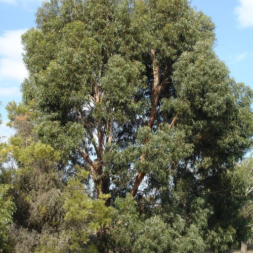 7 graines eucalyptus cordata, eucalyptus d'australie