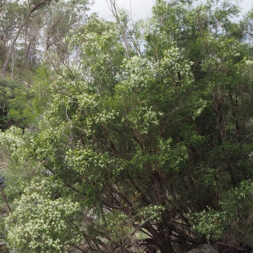 3 graines melaleuca bracteata, arbre à thé noir
