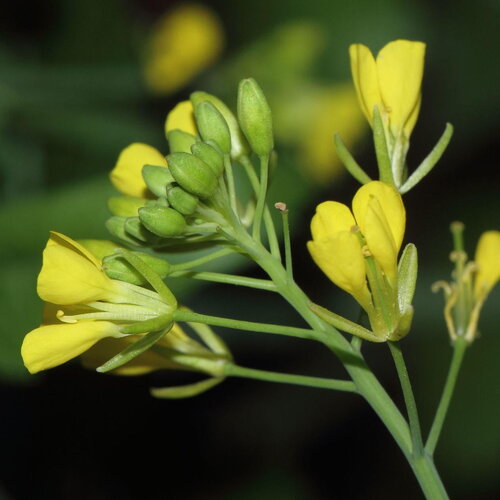50 graines de moutarde brune, brassica juncea, moutarde chinoise
