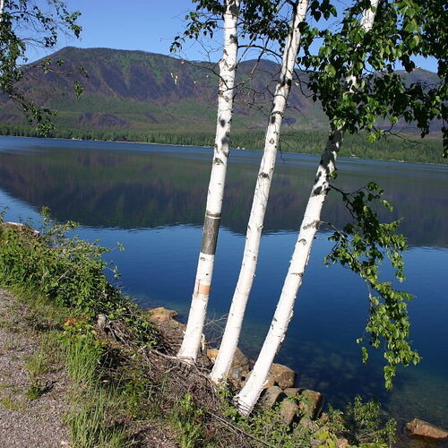 3 graines betula papyrifera, bouleau à papier