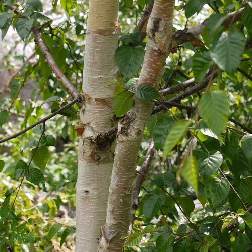 3 graines betula utilis, bouleau de l'himalaya