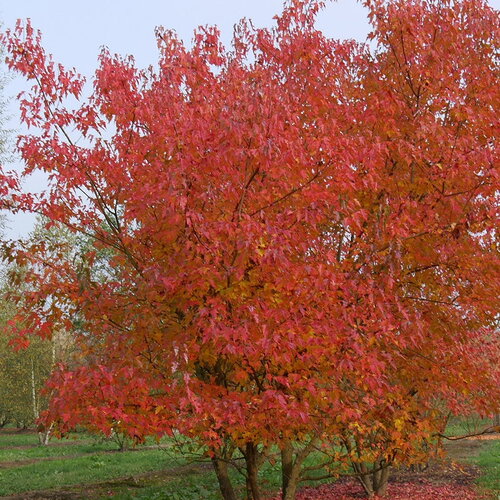 3 graines acer ginnala, acer tataricum, érable, érable de l’amour, idéal bonsaï
