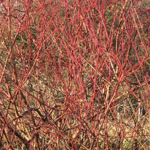 3 graines de cornouiller sanguin, cornus sanguinea, bois puant, bois punais, cornouiller femelle, olivier de normandie