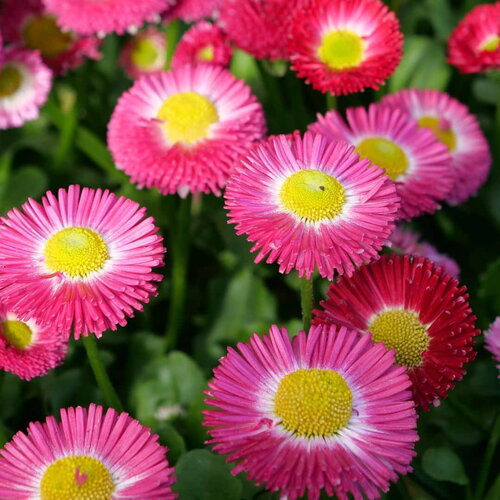 50 graines de pâquerette pomponette, bellis perennis pomponette