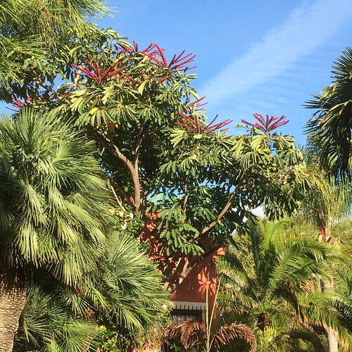 7 graines schefflera actinophylla, arbre ombrelle, arbre pieuvre