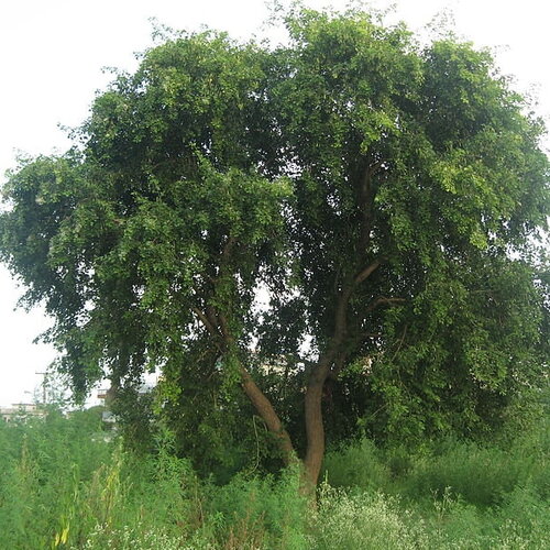 3 graines dalbergia sissoo, sesham, shisham, sheesham, sissoo