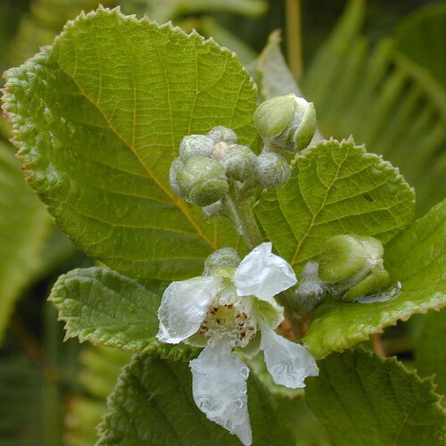 3 graines rubus ellipticus, piquant lou-lou