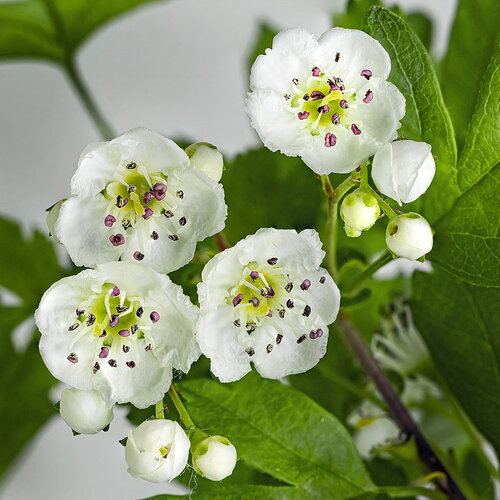 3 graines d'aubépine monogyne, crataegus monogyna, aubépine à un style, porte-greffe