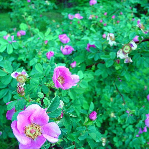 3 graines rosa nutkana, rosier de nootka