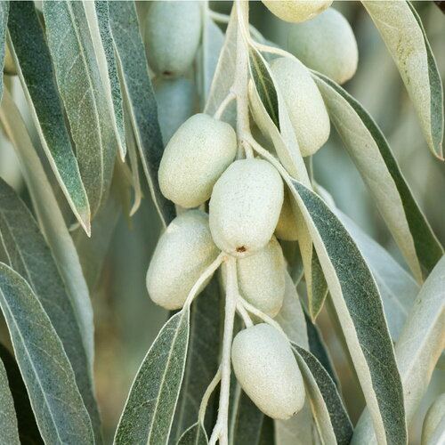 3 graines elaeagnus angustifolia olivier de bohême, arbre d’argent, arbre du paradis, éléagne à feuilles étroites