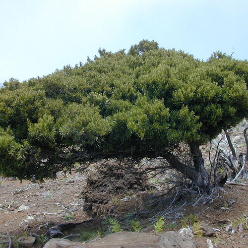 3 graines bois de reinette, dodonaea viscosa, bois d'arnette, dodonée visqueuse