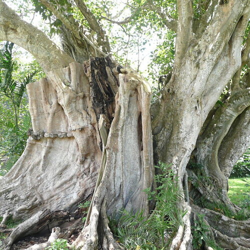 3 graines de figuier des pagodes, ficus religiosa, pipal, ashvattha