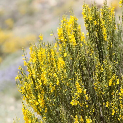 3 graines genista cinerea, genêt cendré