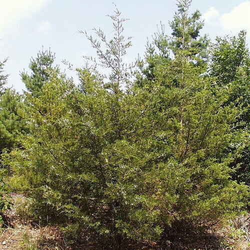 3 graines de genévrier de virginie, juniperus virginiana