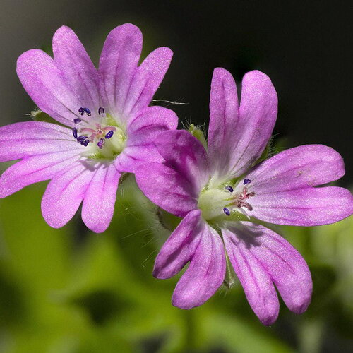 10 graines de geranium dissectum, géranium à feuilles découpées