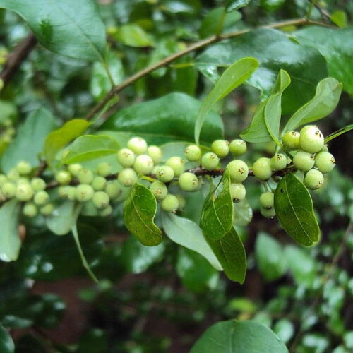 3 graines commiphora wightii, gugulon, guggulu, myrrhe indienne, arbre à myrrhe