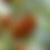5 graines de sorbier des oiseleurs sorbier des oiseaux sorbus aucuparia
