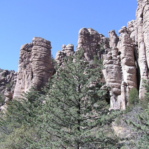 5 graines de cyprès de l'arizona, cupressus arizonica, cyprès bleu