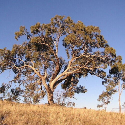 5 graines eucalyptus bridgesiana, gomme de pomme, boite de pomme, gommier des bridges