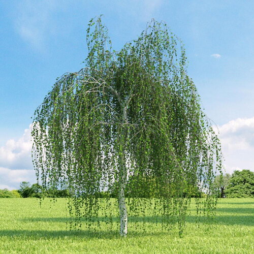 5 graines de bouleau verruqueux, betula pendula, bouleau blanc, bouleau d'europe