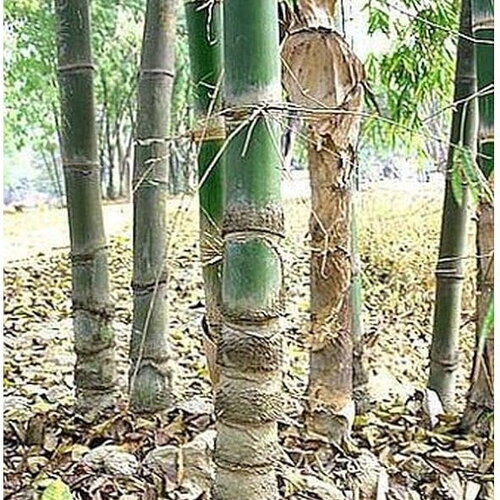 3 graines de dendrocalamus barbatus, bambou non traçant