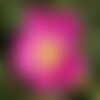 5 graines rosa woodsii, rosier de woods