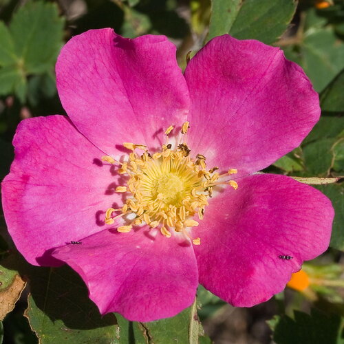 5 graines rosa woodsii, rosier de woods
