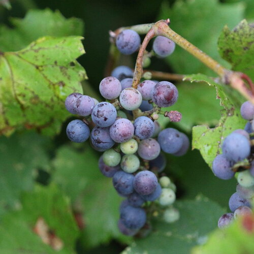 5 graines de vigne des rivages, vitis riparia