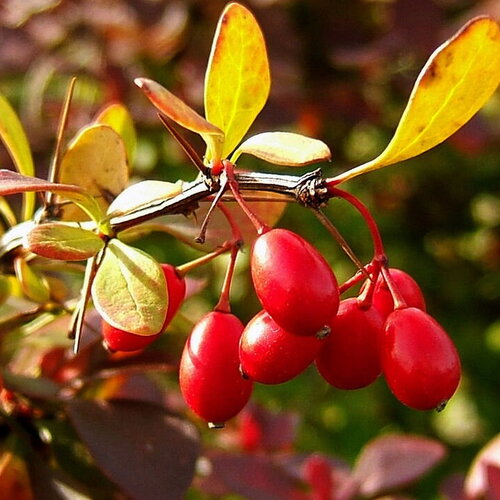 5 graines berberis thunbergii, berberis thunbergii atropurpureum, epine vinette de thunberg, epine vinette du japon