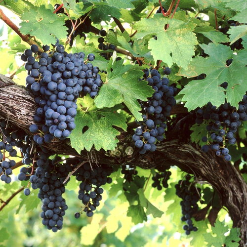 5 graines vitis amurensis, vigne de l'amour