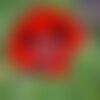 20 graines coquelicot coccinelle, papaver commutatum &quot;ladybird red&quot;