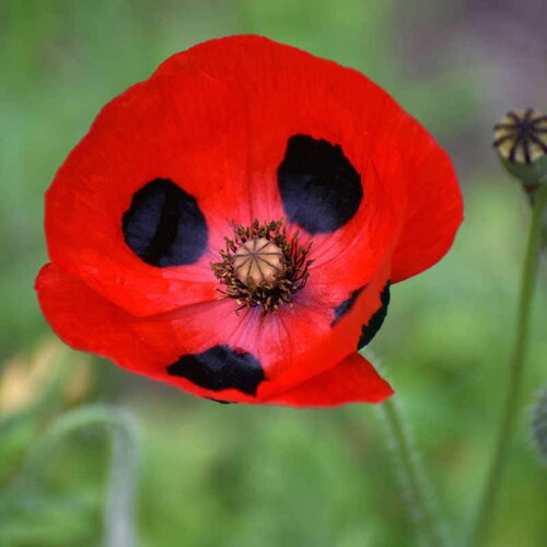 20 graines coquelicot coccinelle, papaver commutatum &quot;ladybird red&quot;