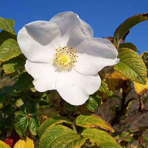 5 graines de rosier rugueux blanc, rosa rugosa var. alba