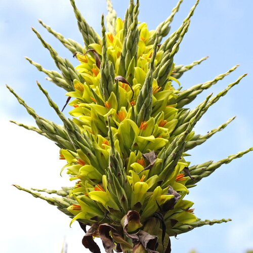 5 graines de puya chilensis, puya de chili, bromeliacée