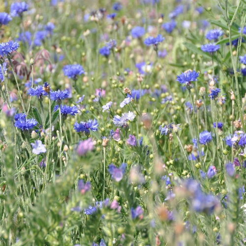 50 graines fleurs prairie camaïeu bleu