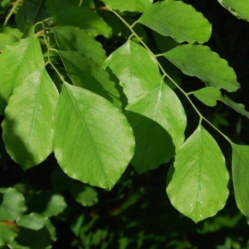 5 graines dalbergia latifolia, palisandre de l'inde