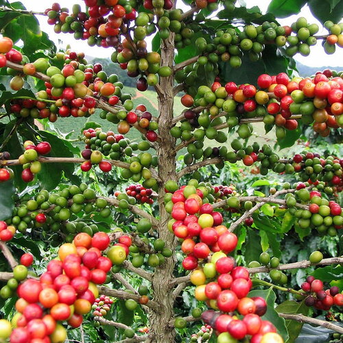 3 graines coffea arabica, caféier d'arabie, café arabica