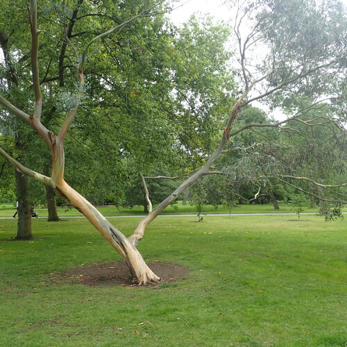 3 graines eucalyptus glaucescens