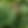 3 graines de fatsia japonica, aralia du japon