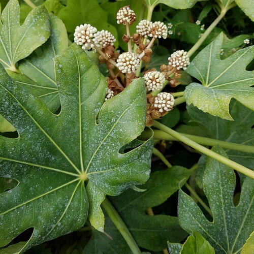 3 graines de fatsia japonica, aralia du japon