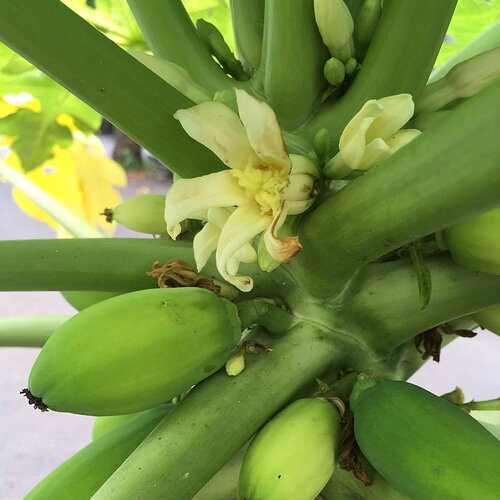 7 graines de papayer, carica papaya, melon des tropiques
