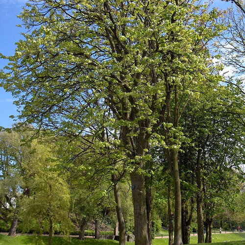 5 graines de tilleul à grandes feuilles, tilia platyphyllos