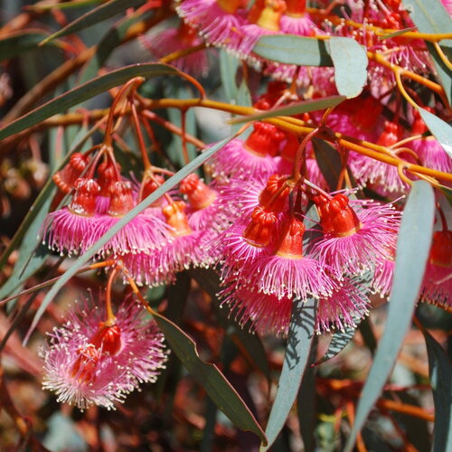 3 graines eucalyptus torquata, gommier corail