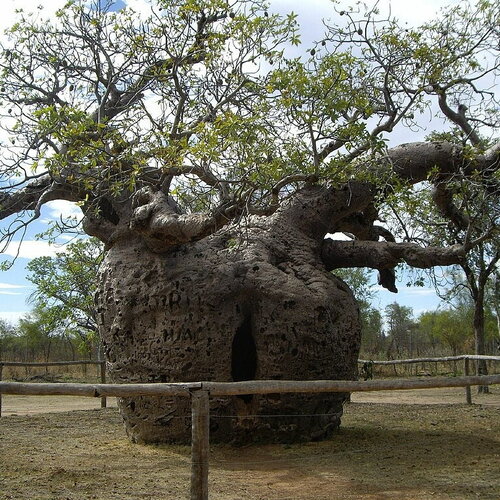 Rare 3 graines de adansonia gregorii, baobab, boab