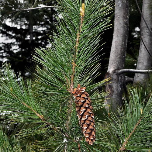 Rare 7 graines de pin argenté, pinus monticola