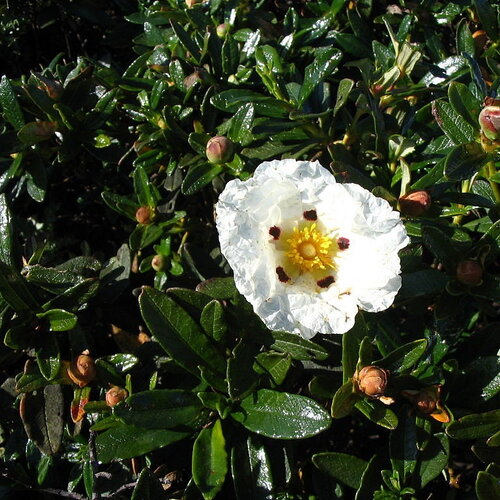 30 graines cistus ladanifer, cistus ladaniferus, ciste porte-laudanum, ciste à gomme